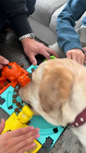 Funny Labrador Retriever Videos That Will Make You Laugh