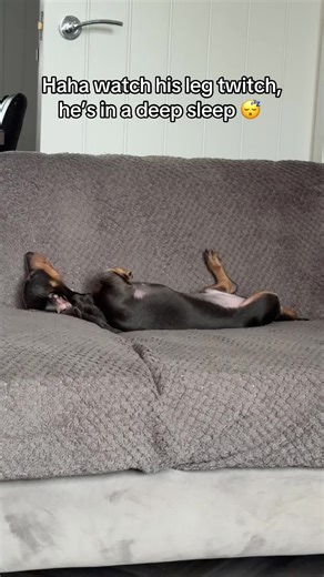 Adorable Dachshund's Sleep Twitching Moments