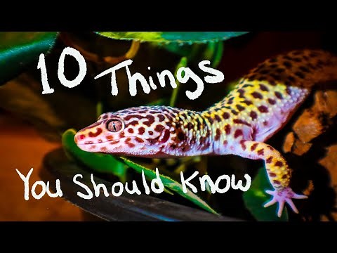 10 Things You Should Know BEFORE You Get A Leopard Gecko