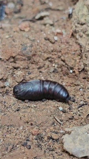 Silent Change 🤎 | Insect Pupa Waiting to Emerge