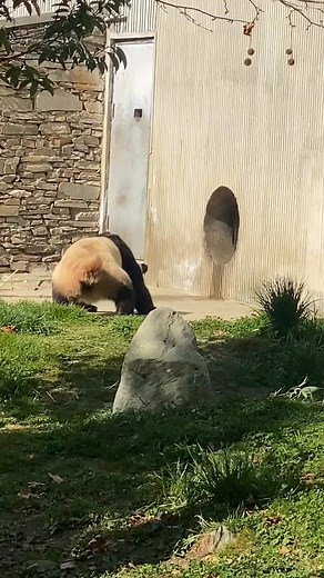 #大熊猫福宝 福宝再遭青团！ | Panda Fu Bao