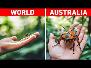 Why Are Bugs and Insects in Australia Soooooo Huuuge?