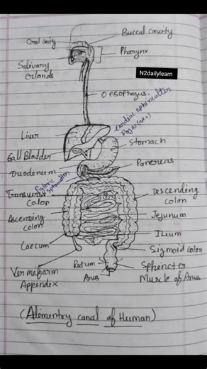 Digestive system diagram/Alimentary canal of human #ncert #short #viral #biologyscience #diagram