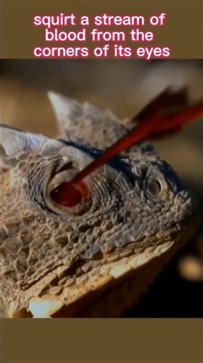 This Lizard Shoots Blood From Its Eyes… Here’s Why 😳🦎