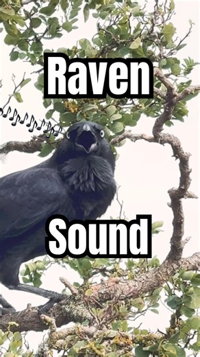 Raven sound | Raven Talks Like Human