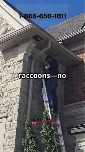 Humane Raccoon Removal by Brilliex Pest Control | Safe & Effective Solutions #wildlife