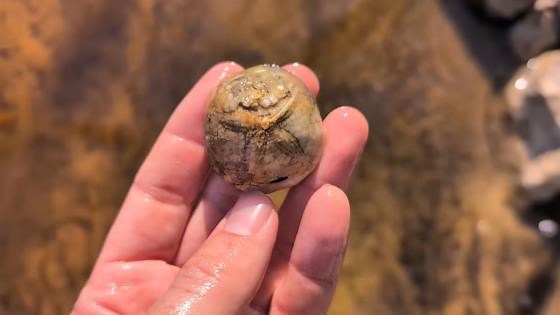 The fossil rush: Ancient sea life found in Florida’s rivers