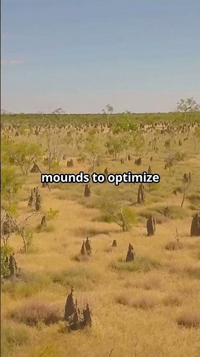 Termite Mounds: The Astonishing Architects of Nature!