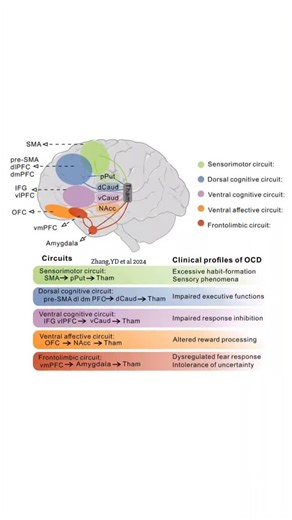 @biochemistry_nutrition_medlab on Instagram‎: "Overview of the circuits involved in OCD.🧠There are 5 neurocircuits involved in the CSTC model in OCD proposed by van den Heuvel et al.Then Shephard et al. expanded on van den Heuvel et al.’s model to propose several ‘‘clinical profiles’’that reflect different phenotypes of OCD.The model is mediated by parallel,partly segregated neurocircuits implicated in sensorimotor,cognitive, affective,& motivational processes.Detailly,the sensorimotor circuit(