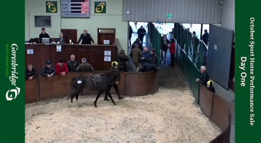Goresbridge Horse Sales Ireland | Day 1 of the October Sporthorse Performance Sale Auction has commenced here at Goresbridge Horse Sales in the Sales Complex. 🐴 October... | Instagram