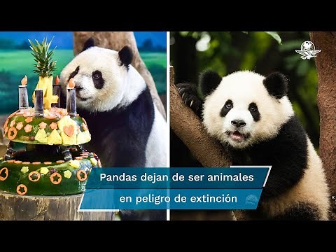 China declara que los osos panda ya no están en peligro de extinción