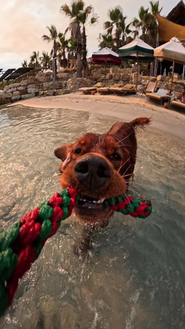 Dog Tug Battle: GoPro POV