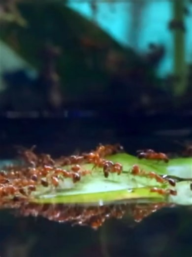 Fire Ants vs Water: How Fire Ants Survive Floods in a Vivarium