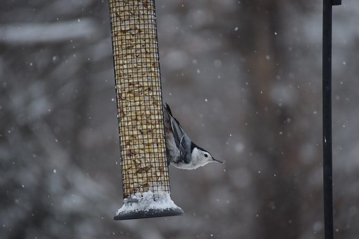 The 4 Foods Nuthatches Love to Eat