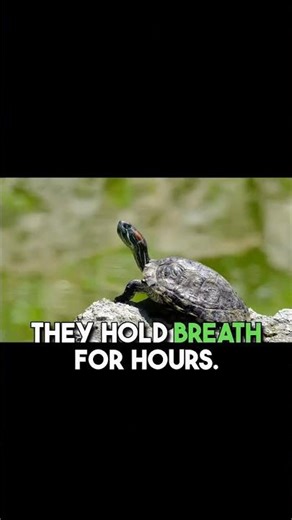 "5 Turtle Abilities That Save Their Lives" #youtubeshorts #animalshorts #youtubefeed #trending