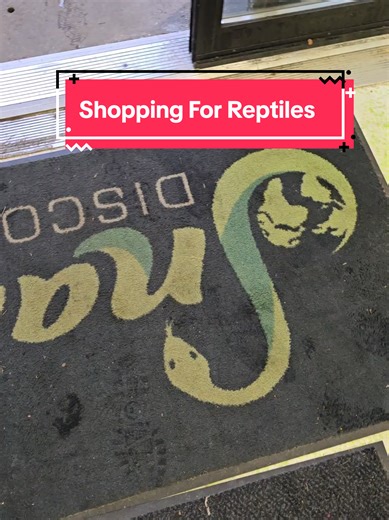 We are lucky to have a couple good reptile stores local to us. Today we are doing some shopping at Snake Discovery. #decor #reptile #shopping #petstore #animals