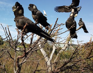 Black Cockatoo Crisis | Documentary Australia