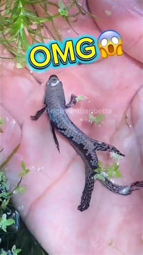 Catching giant wild betta fish😱