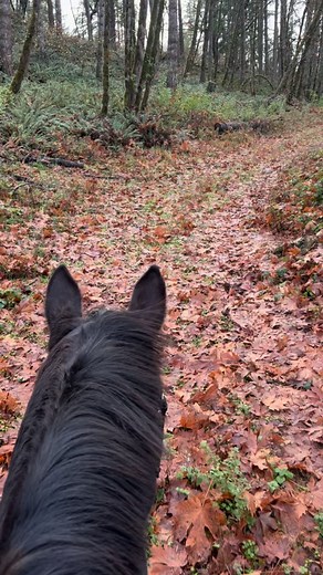Sometimes life feels like quicksand, and sometimes it feels like a catapult. Either way it will change, so find joy in the simple things, like the view from between some special ears. #horsewelfare #dressage #sporthorse #dressagehorse #horsemanship #horsemanship #fitness #wellbeing #horse #nervoussystem #fall #thanksgiving | Katie Ebbage Equestrian, LLC