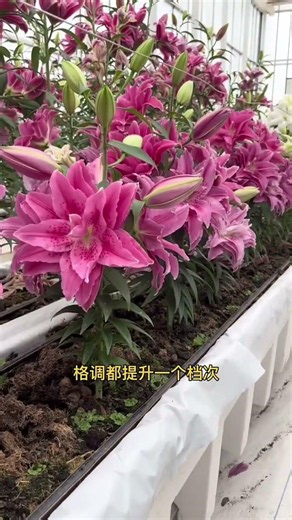 785 香水百合花 #重瓣百合 #百合种植