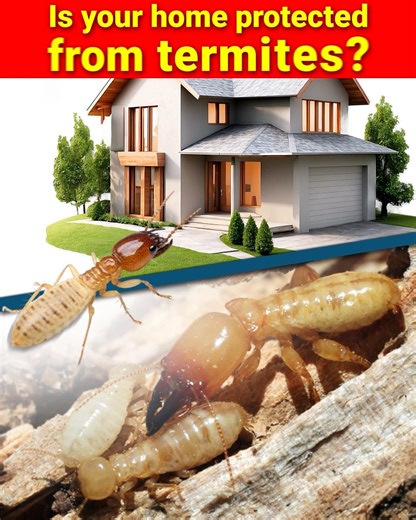Protect your home AND save! The first 20 termite control bookings in Colombo get an exclusive 20% off. Termites silently damage your home’s structure and furniture — don’t wait until it’s too late. Pioneer’s trusted treatment provides long-lasting protection using safe and effective methods. ✅ Skilled, experienced technicians ✅ Fast & discreet service ✅ Results you can rely on Limited spots — first come, first served! 📩 Message us now and grab your 20% discount before it’s gone. #termitecontrol