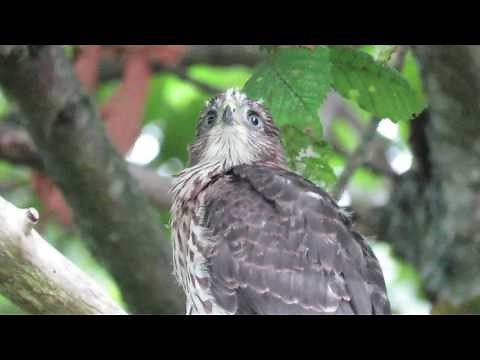 Baby Cooper's hawk calling
