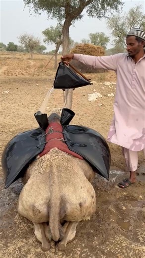 Traditional Desert Farmers Collecting Water from the Pond | Desert Tales Studio