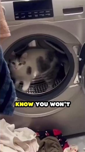 Your cat trusts you if they do this #cat #petbehavior #catmom