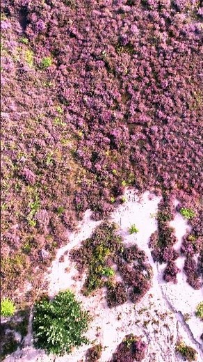 Heideblüte 2024 in der Misselhorner Heide (Lüneburger Heide)