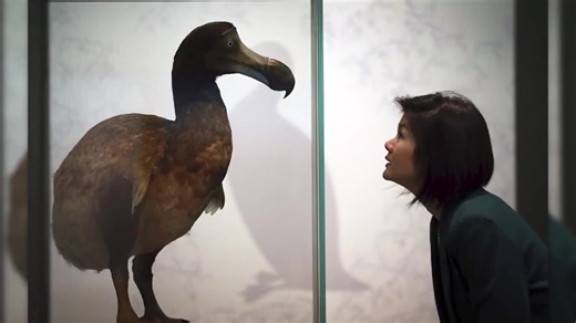 Biotech firm announces ‘pivotal step’ in effort to bring back the dodo - WSVN 7News | Miami News, Weather, Sports | Fort Lauderdale