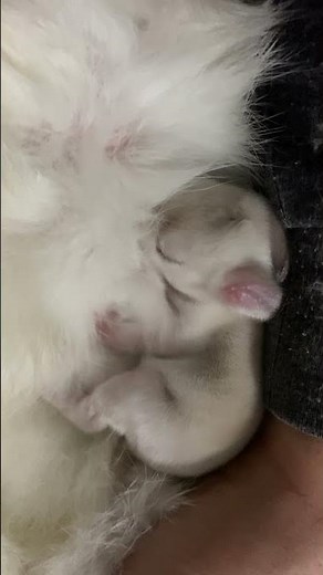 Baby rabbit feeding milk from rabbit mom #shorts