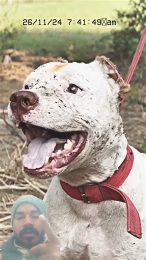 american pitbull dogs experiment #pitbull #americanbully #gangster #dog #pets #trending