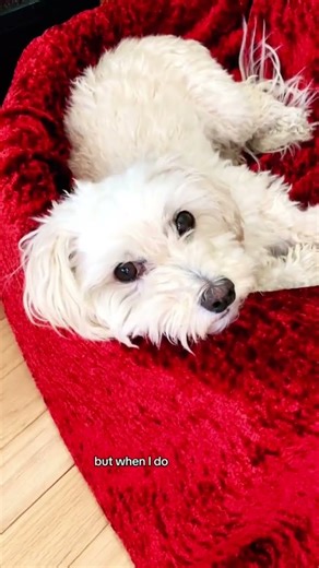 Maltipoo on barking.. #maltipoo #doghumor #cutedogs