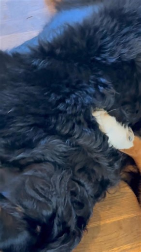 26 reactions · 3 comments | We now interrupt your day from doom scrolling for a “big” puppies break.. #bernesemountaindog #bigpuppies #interrupt #break #doomscrolling | Pieri Andrew Tammy | Facebook