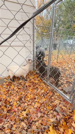 14 reactions · 5 comments | Get goats they say, it will be fun! 浪 #breedingseason #rut #crazygoat | Parkside Farm | Facebook