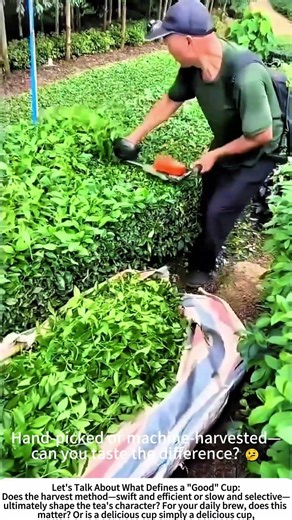 The Hum in the Grove: Machine-Assisted Tea Harvesting 🍵