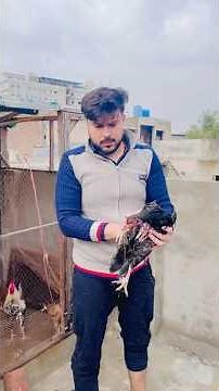 404 Ending Laiba’s broodiness 🥚 kruak Murgi cycle #hen #shorts #youtube #youtubeshorts #pets