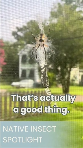 🕷️ Your Garden's Secret Helper: Yellow Garden Spiders