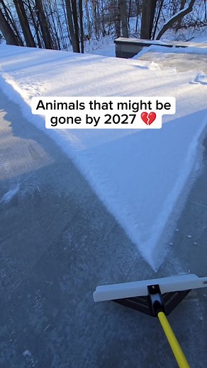 Animals Facing Extinction by 2027: Urgent Updates
