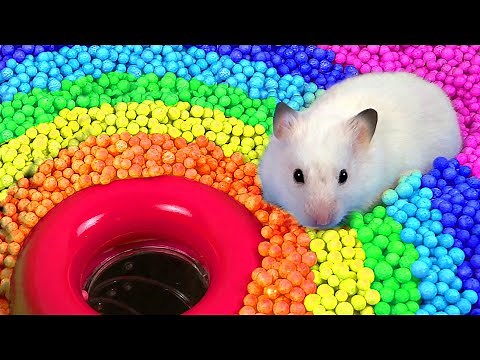 🐹 Hamster Escapes the Pool Maze for Pets 🐹 in Hamster Stories
