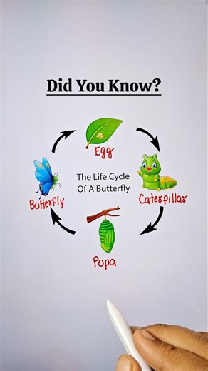 The Life Cycle of Butterfly 🦋 🔥