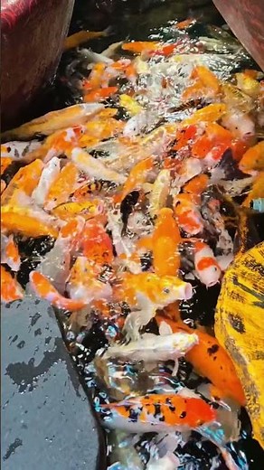 Oasis Cafe Vietnam | Koi Fish Cafe, Ho Chi Minh City, Coffee Culture, Tropical Garden