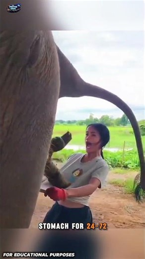 The $70 Coffee Made From Elephant Dung #didyouknow #facts #usa#documentary#usashorts#fyp#usatrending