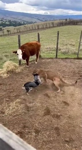 Brave Dog Saves Fawn From Puma Attack!