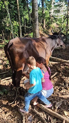 17K views · 483 reactions | Jungle Cow Milking—Fresh & Wild! 拏 #JungleLife #CowMilking #offgridliving | Crazy jungle adventures | Facebook