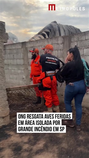 🚨AVES RESGATADAS APÓS GRANDE INCÊNDIO EM SP Após atuar no #incêndio de grandes proporções que atingiu uma #indústriaquímica em Itaquaquecetuba, a URRSA (Unidade de Resposta, Resgate e Salvamento), da #ONG Cabo Caramelo, retornou ao local na quarta-feira (5/8) para realizar uma nova varredura técnica nas áreas afetadas. A missão teve como objetivo verificar as condições dos animais que permaneceram nos imóveis isolados, identificar possíveis vítimas que necessitassem de atendimento veterinário e