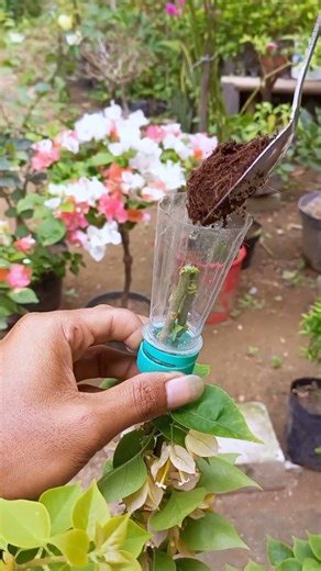 Bougainvillea propagation techniques 🌳