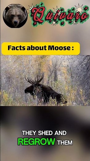 Moose: The Giant of the Forest 🫎 | Incredible Moose Facts #shortvideo