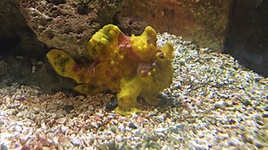 Poisson grenouille : taille, description, biotope, habitat, reproduction