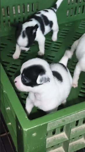 ​The Cutest Apple Head Chihuahua Puppies You’ll See Today! 😍🐶 #chihuahua #chihuahuadog #puppy